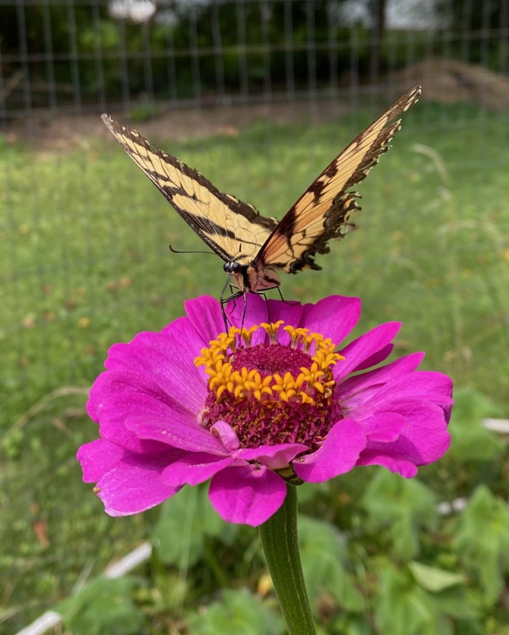 Mosquito Fogging: An Effective Way to Kill Butterflies, Lightning Bugs, and Other Pollinators in Your Yard