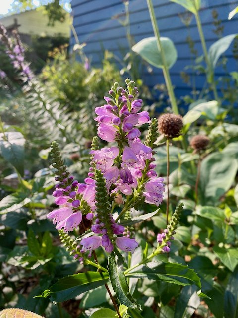 Pink flowers in a garden