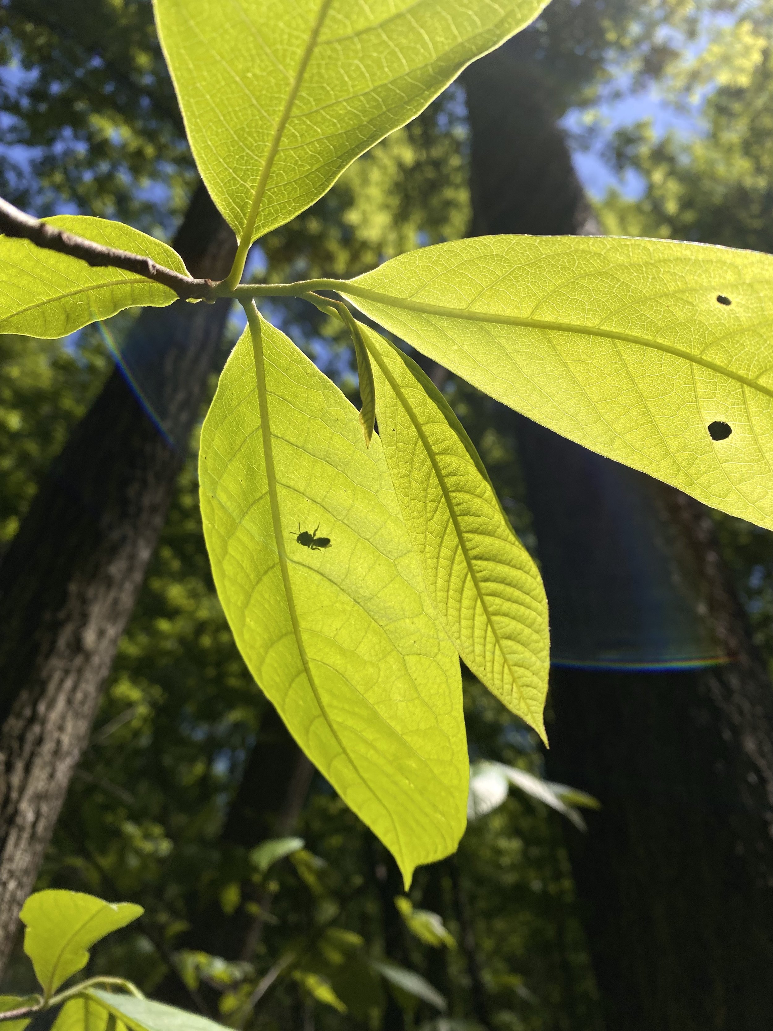 Large leaves with insect silhouette.
